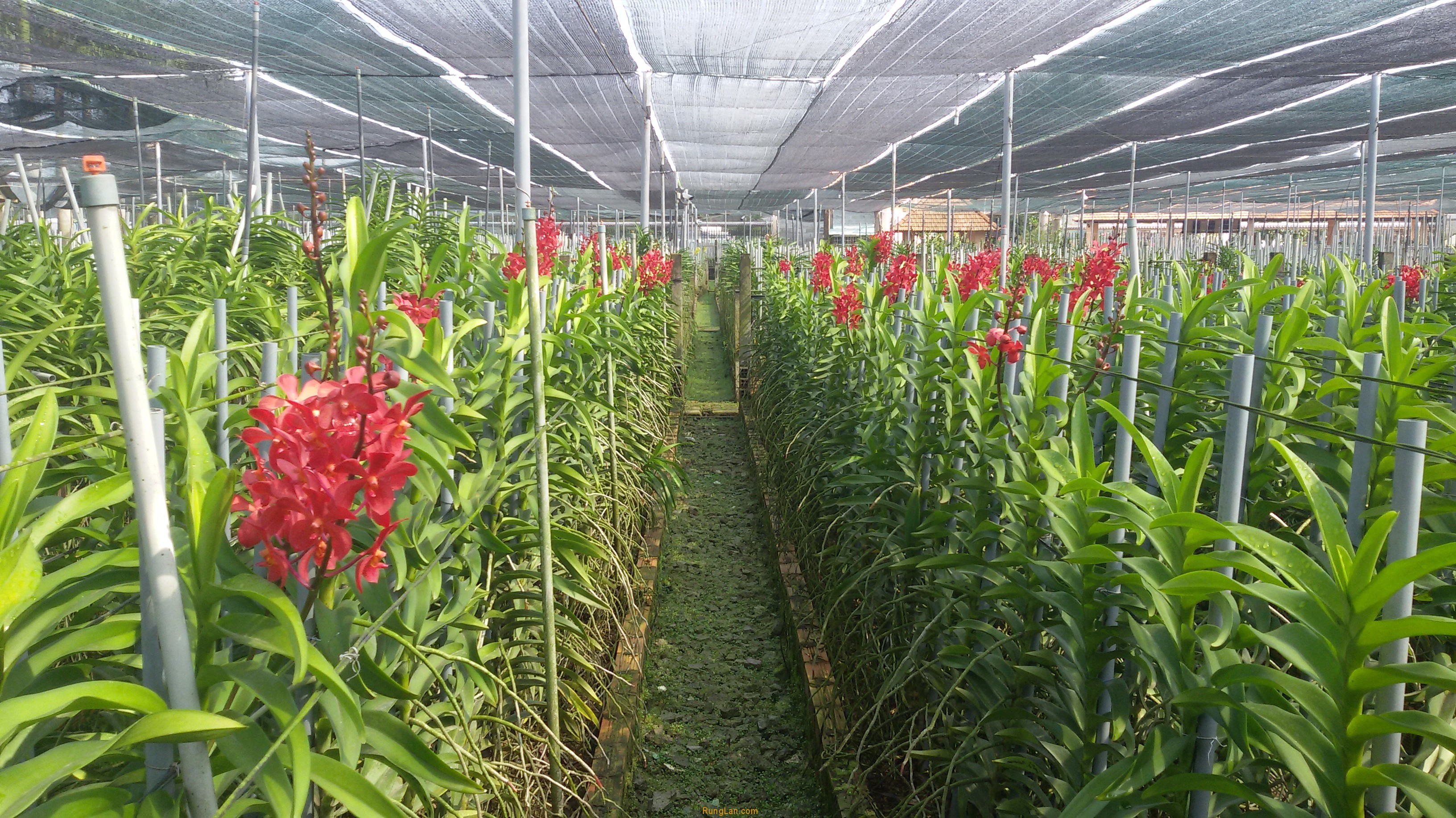 Lưới che nắng nông nghiệp - trồng hoa Lưới che nắng nông nghiệp - trồng hoa